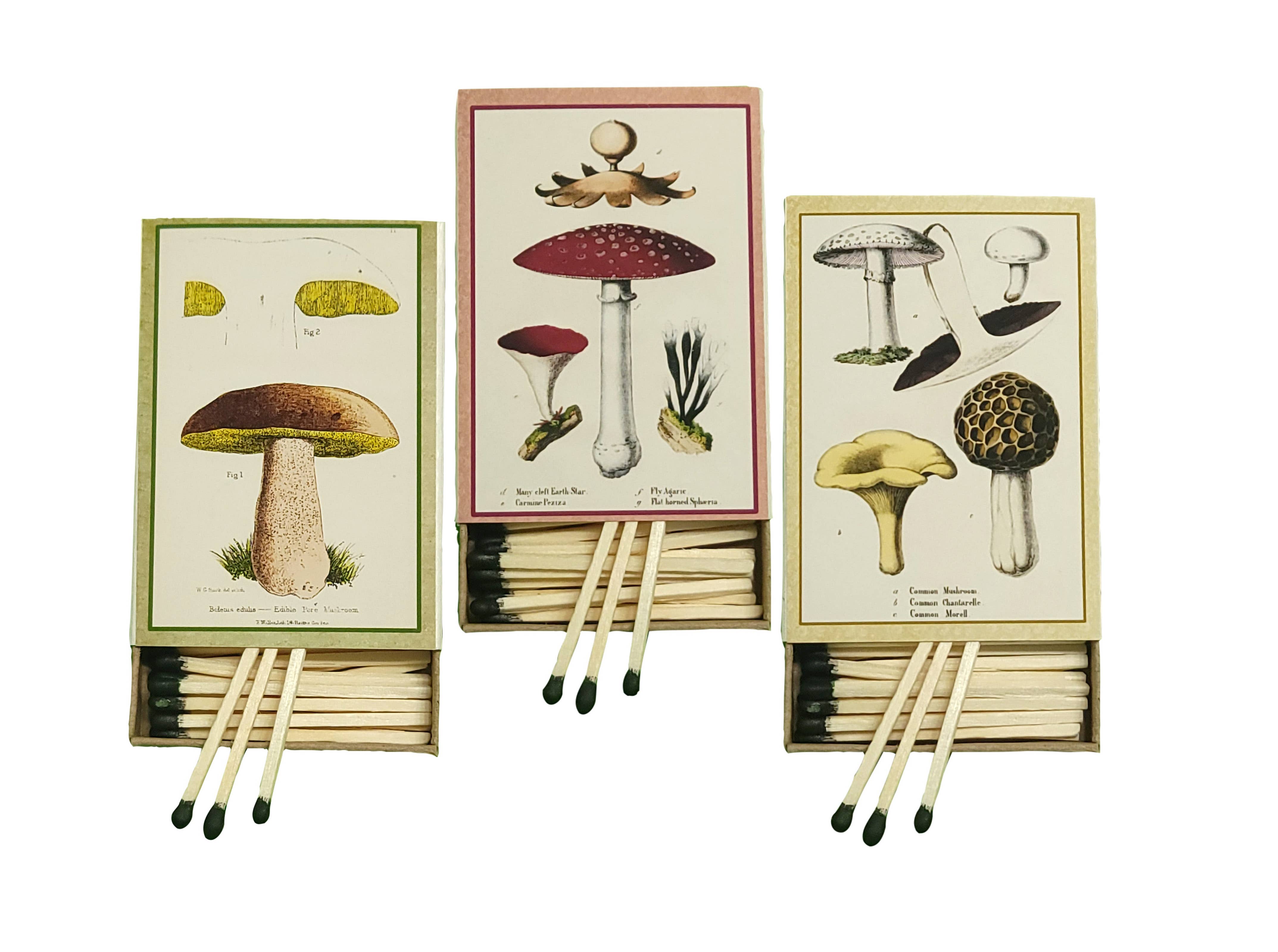 Mushrooms Matchbox